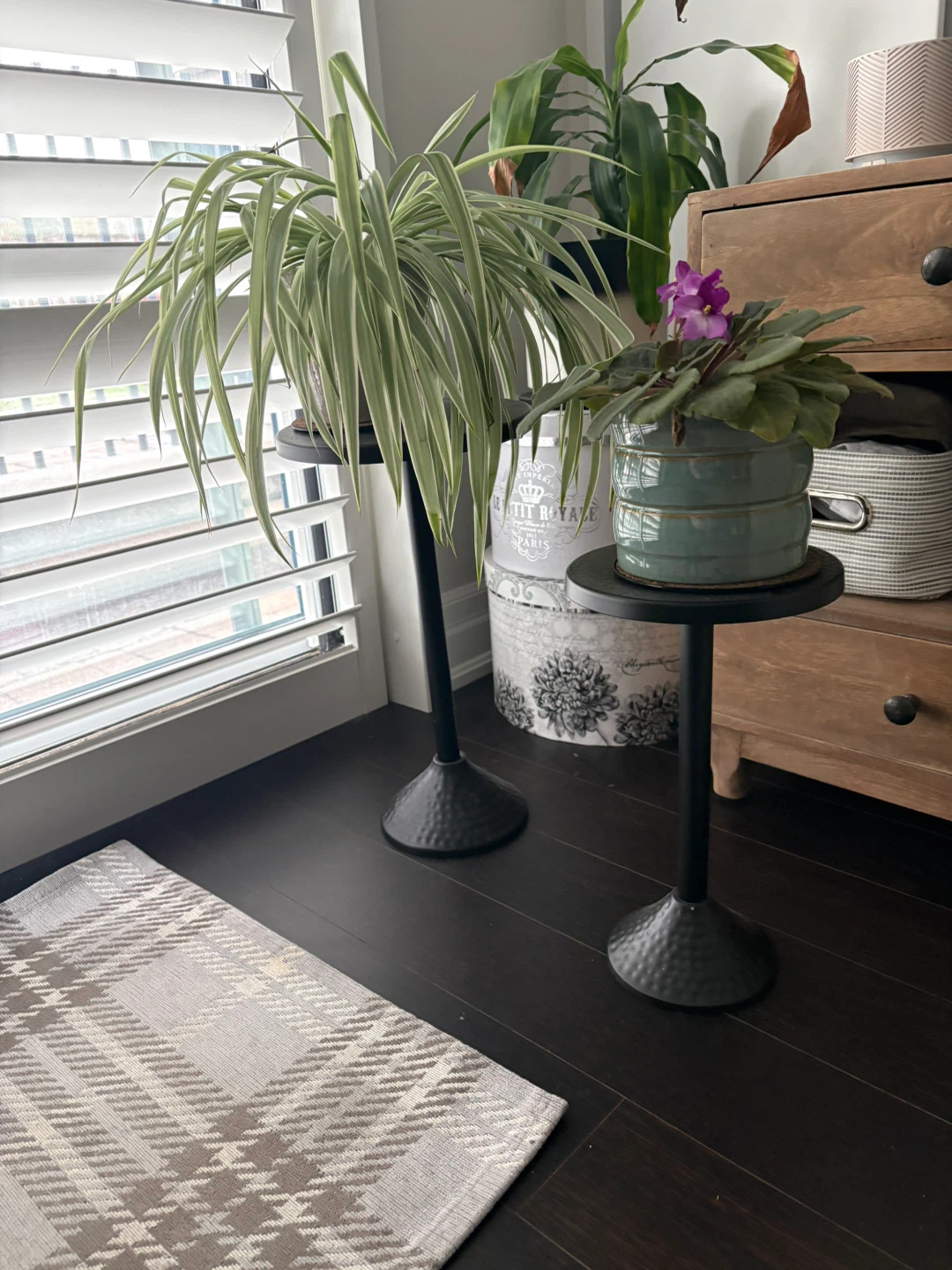 Set of 2 Black Metal Pedestal Plant Stands