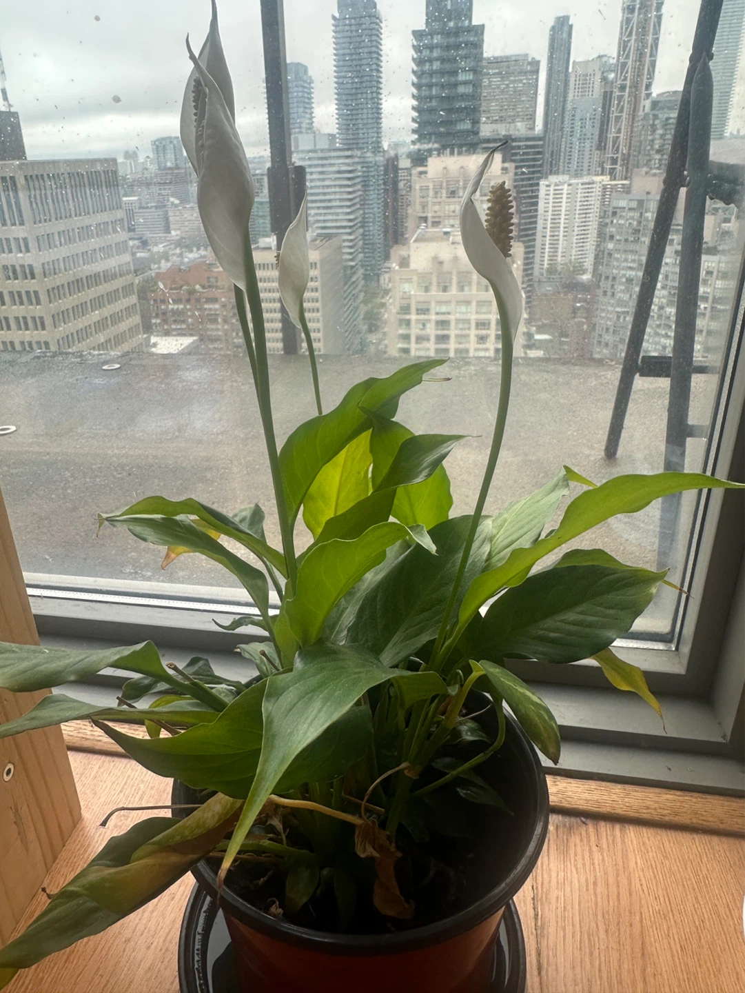 Peace Lily Plant (4 Lillies blooming)