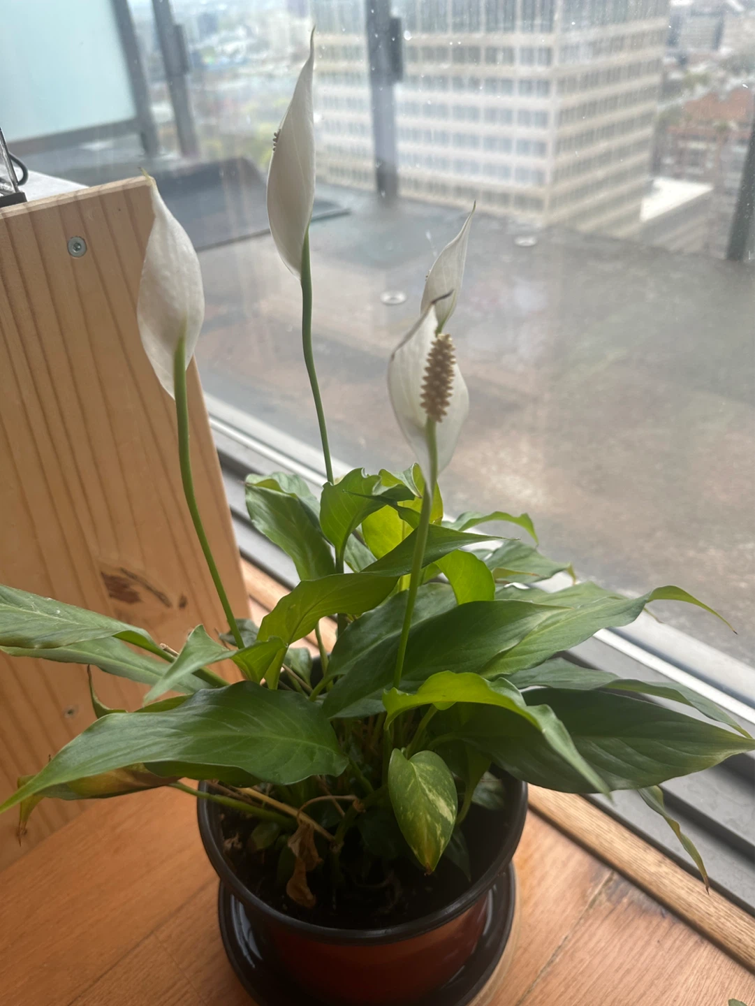 Peace Lily Plant (4 Lillies blooming) - photo 2