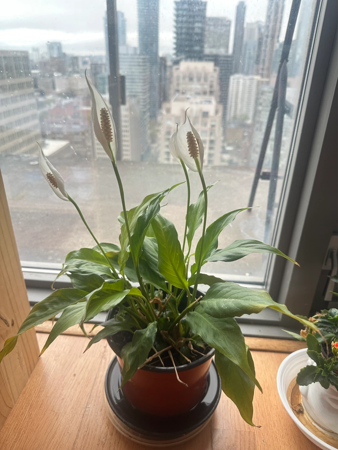 Peace Lily Plant (4 Lillies blooming) - photo 3