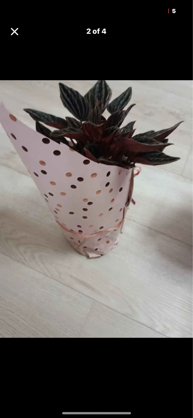 Mothers day plants - photo 2