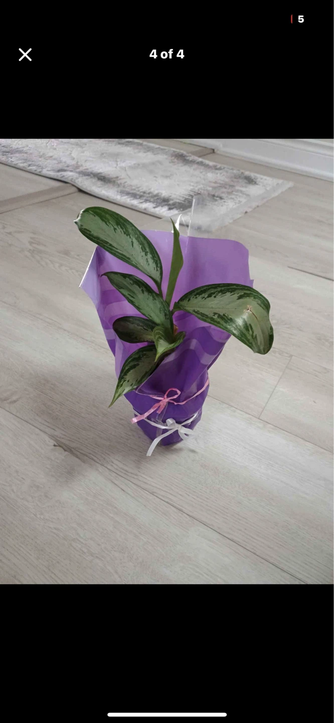 Mothers day plants - photo 4
