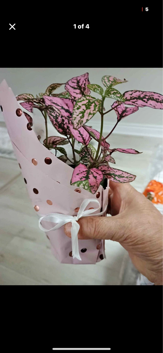 Mothers day plants