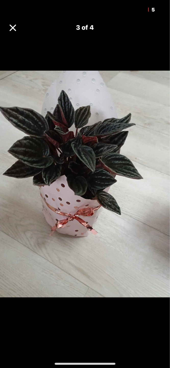 Mothers day plants - photo 3