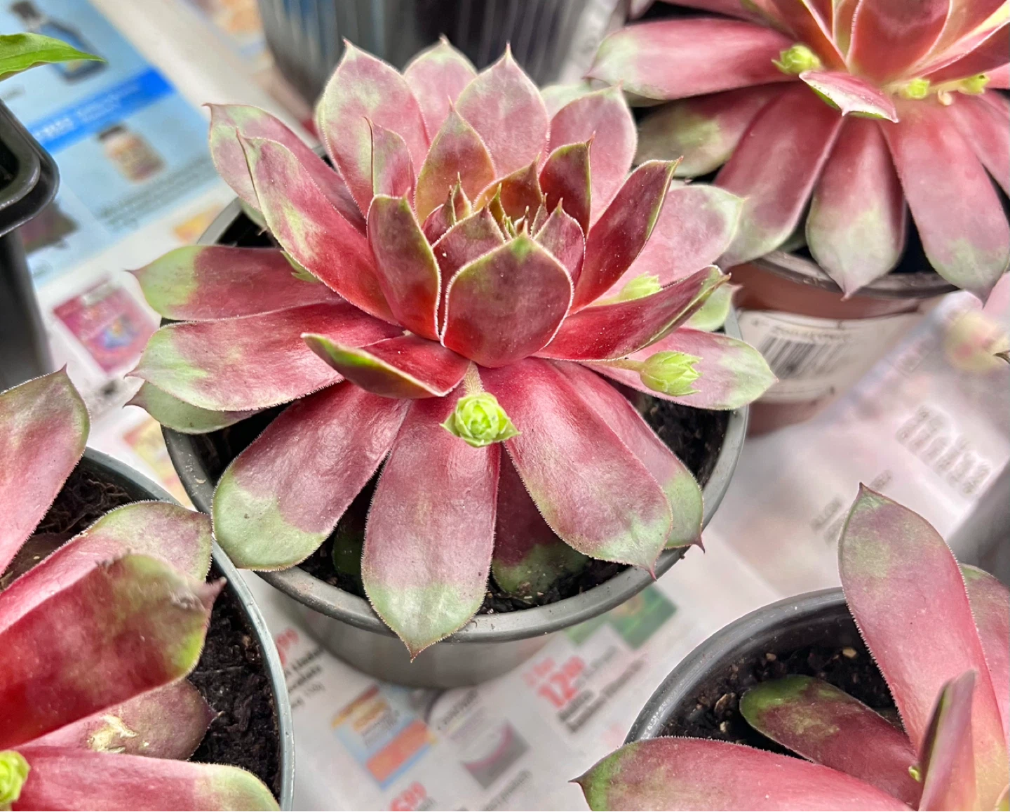 HEN & Chicks perennial succulent