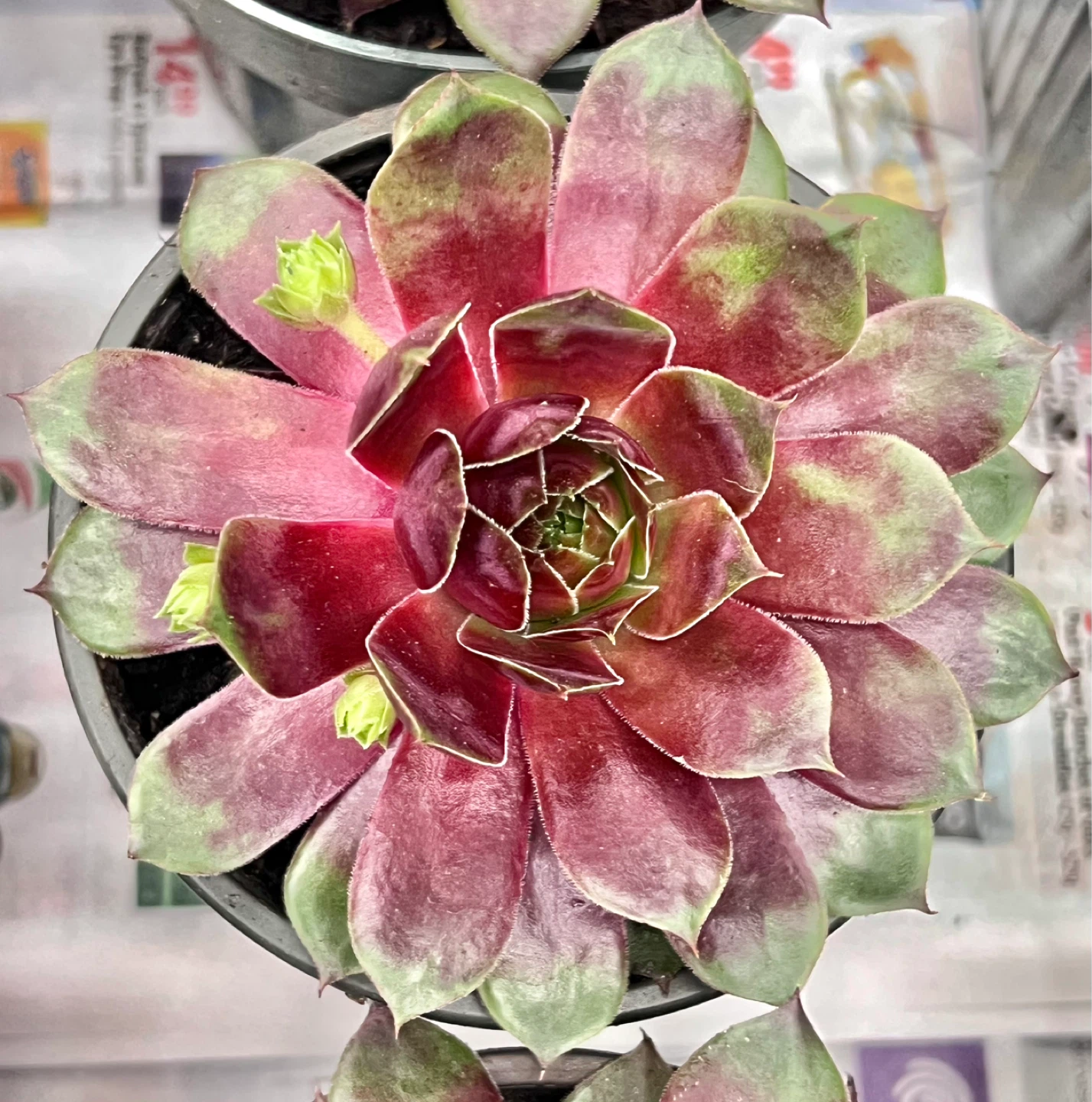 HEN & Chicks perennial succulent - photo 2