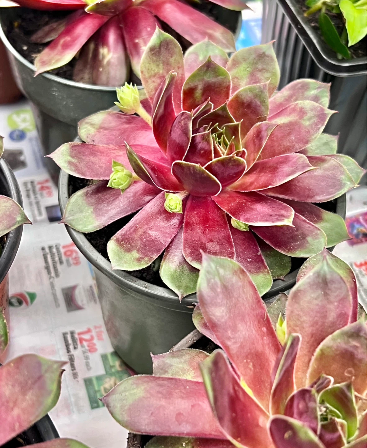 HEN & Chicks perennial succulent - photo 3