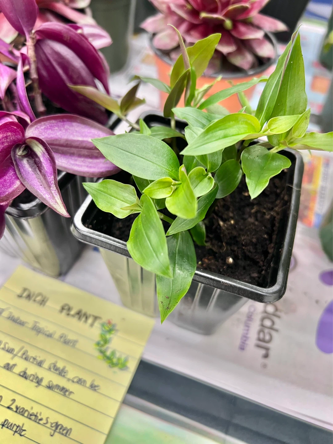 INCH plant Tropical plant, 2 varieties - photo 3
