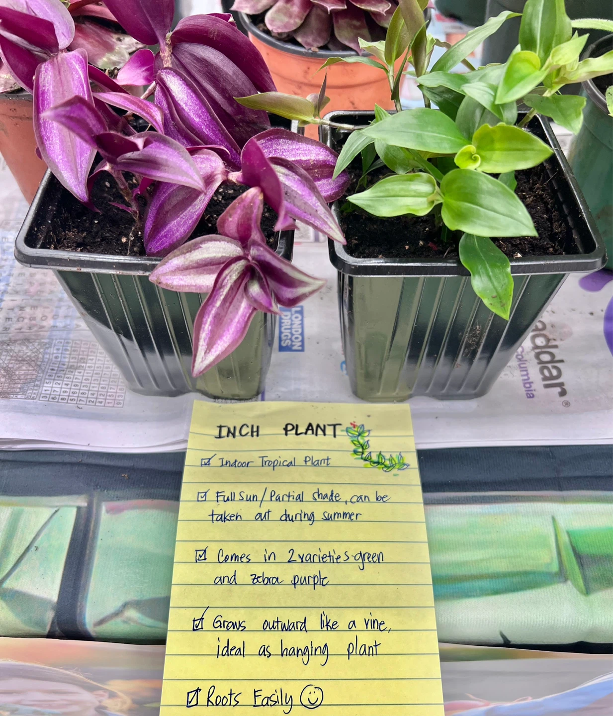 INCH plant Tropical plant, 2 varieties