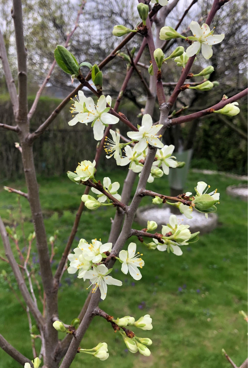 Big Italian PLUM trees for sale