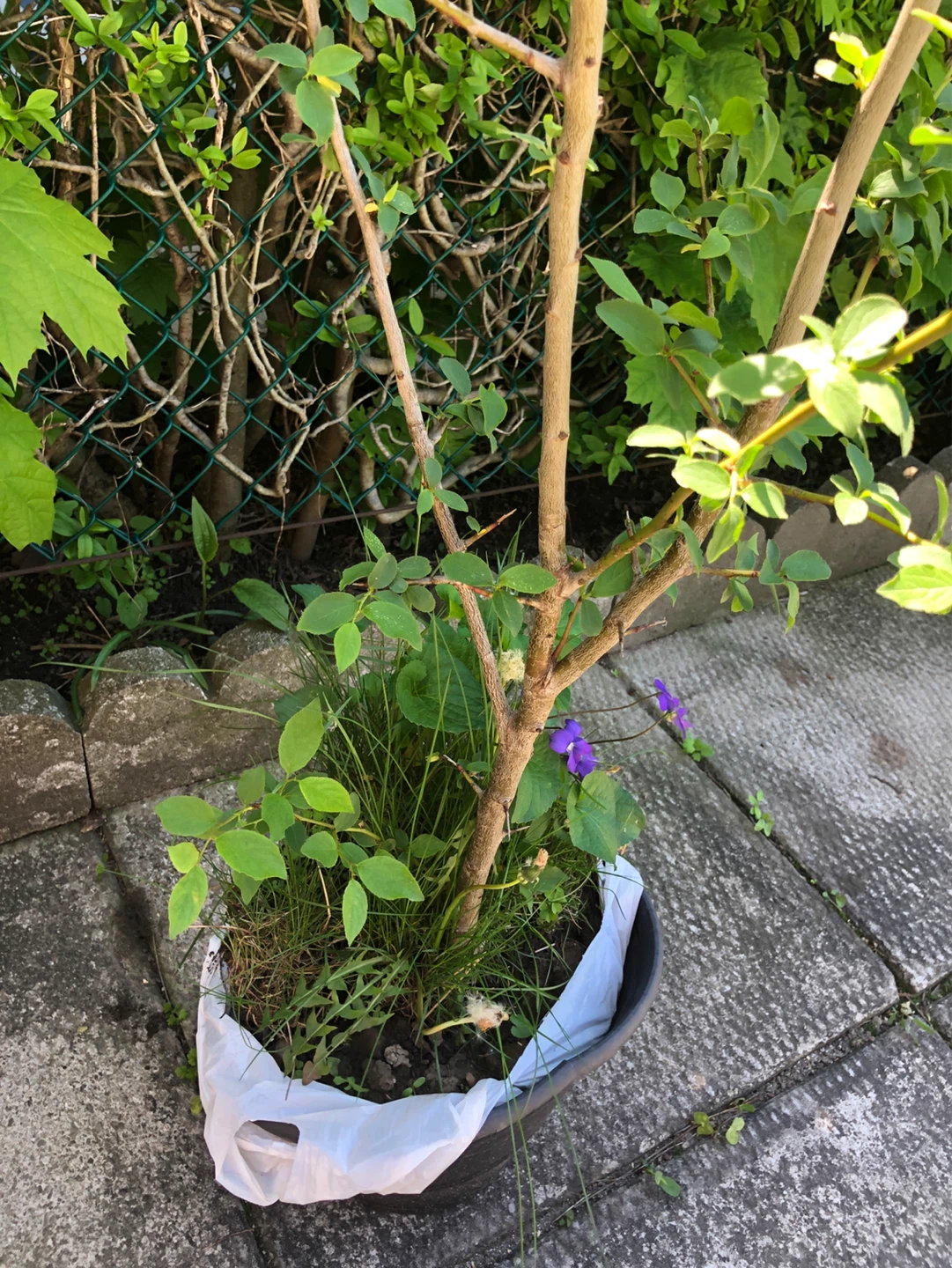 Big Italian PLUM trees for sale - photo 3