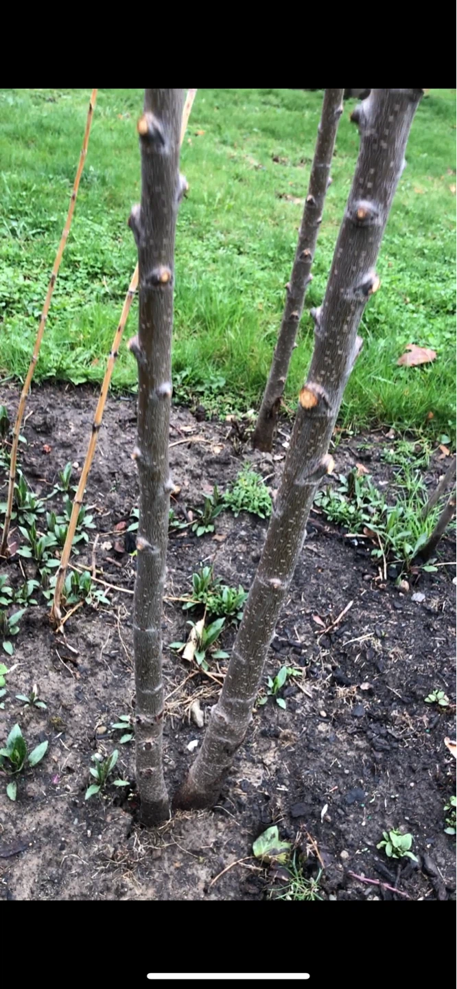 Big Italian PLUM trees for sale - photo 2