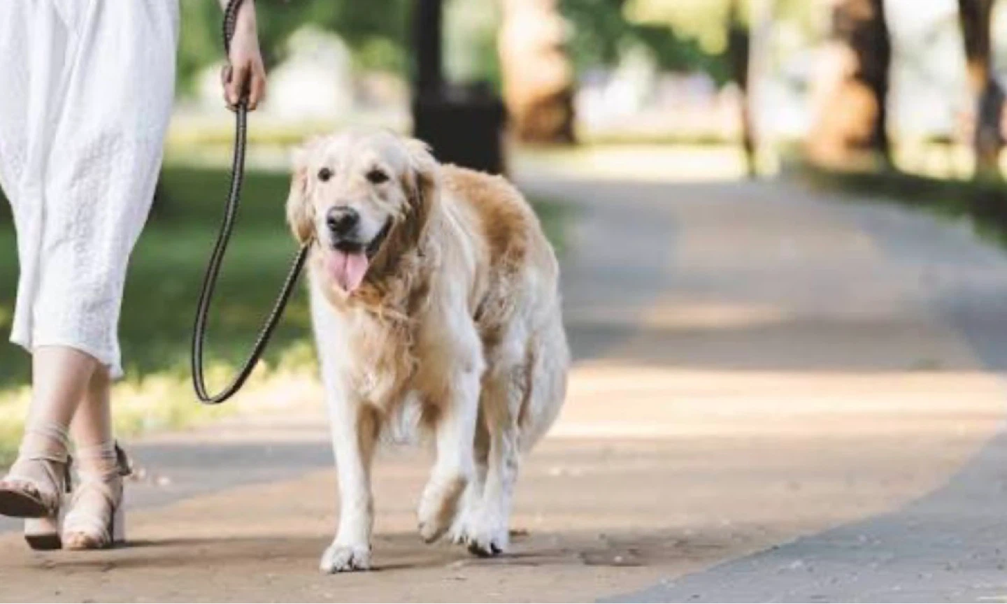 Elmwood and Lynwood dog walking !