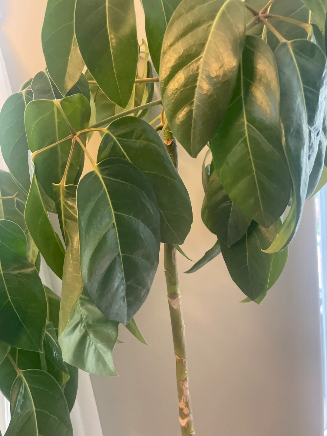 Schefflera Plant - photo 3