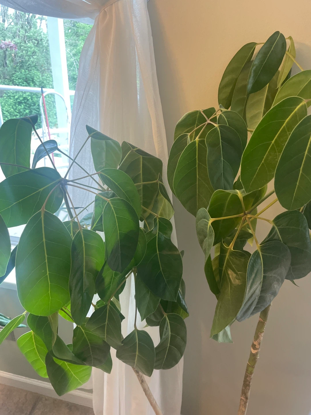 Schefflera Plant - photo 2