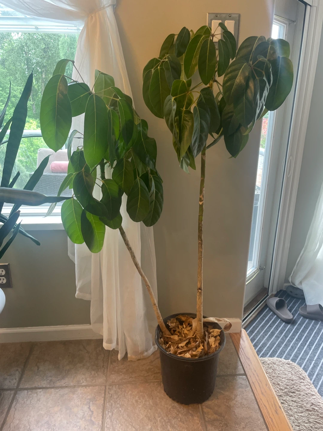 Schefflera Plant