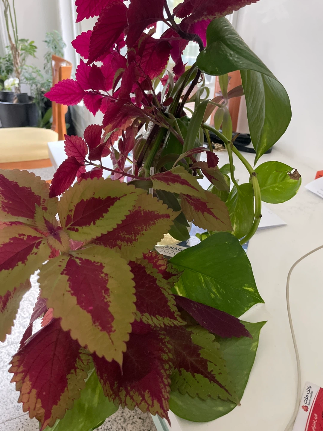 Pothos plant and Coleus plant Tradescantia spathacea plants