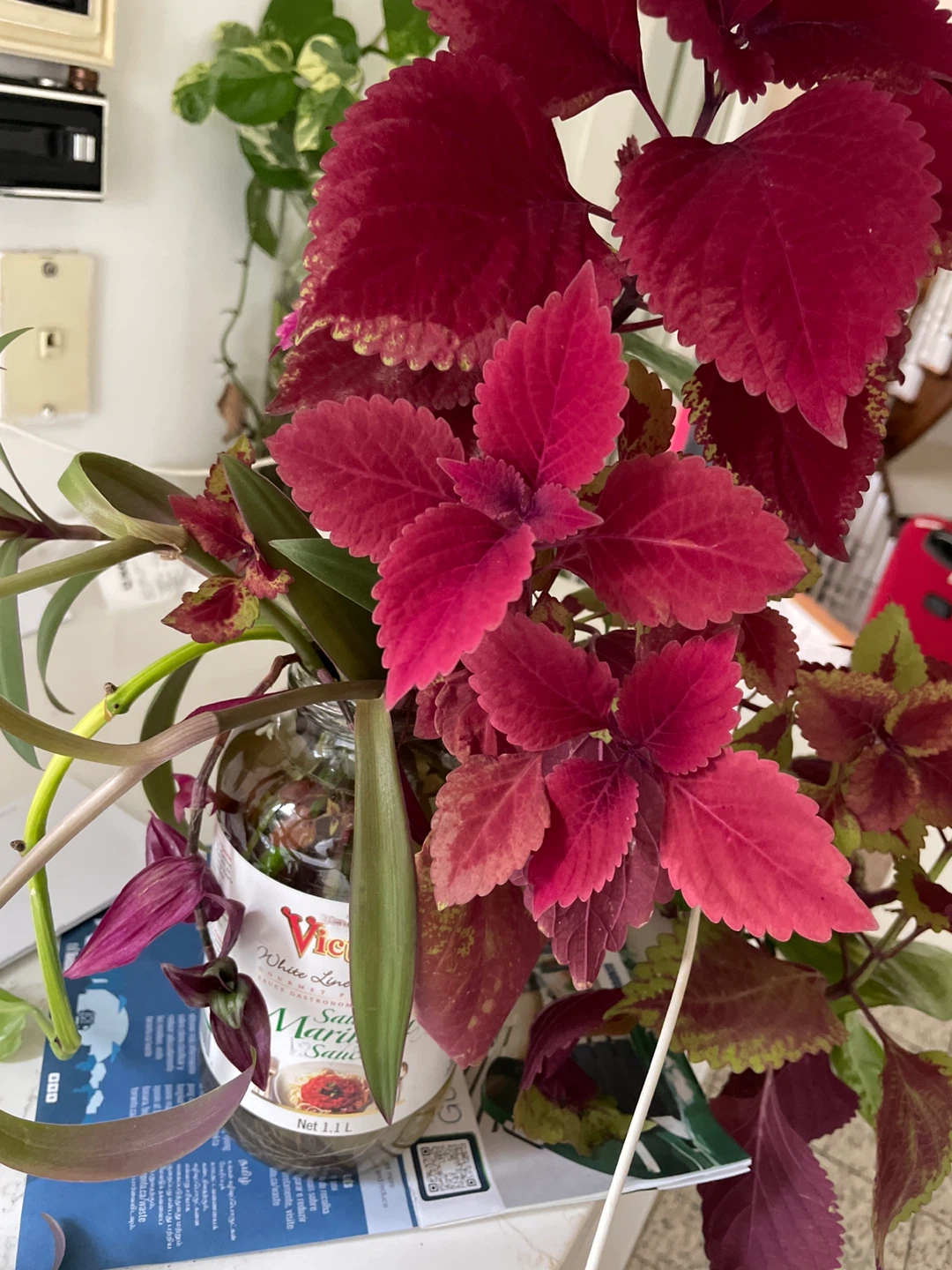 Pothos plant and Coleus plant Tradescantia spathacea plants - photo 2