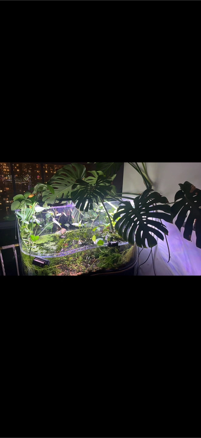 Large Curved Glass Aquarium with Plants and Fish