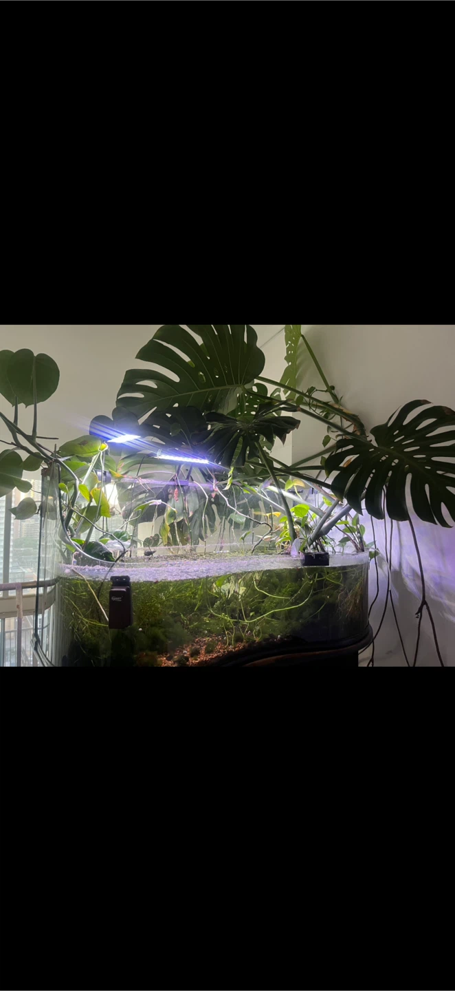 Large Curved Glass Aquarium with Plants and Fish - photo 2