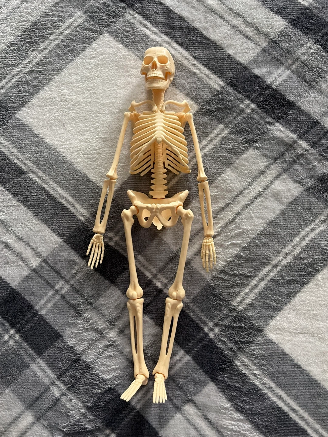 Plastic Skeleton Model - photo 3