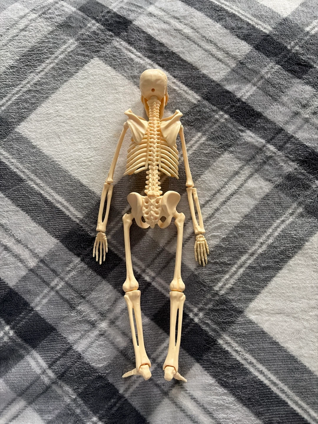 Plastic Skeleton Model - photo 2