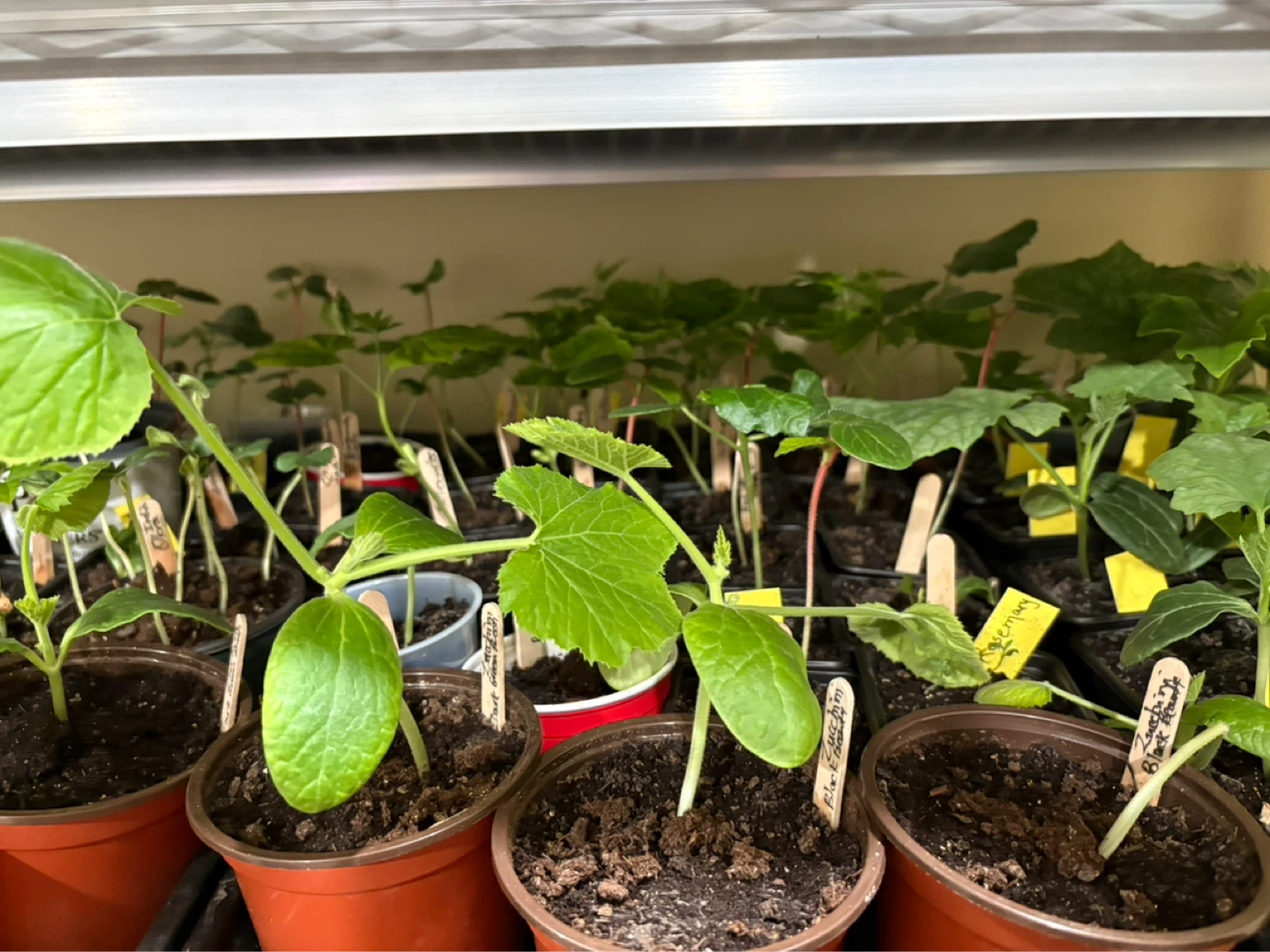 Zucchini plants for sale