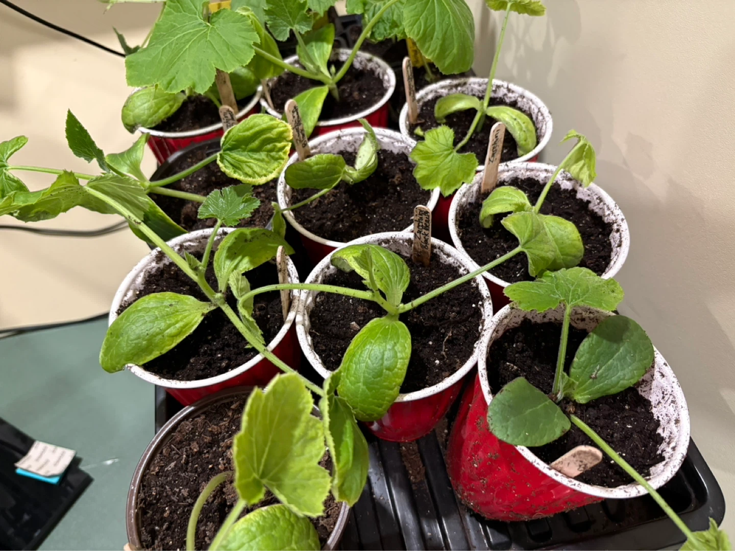 Zucchini plants for sale - photo 3