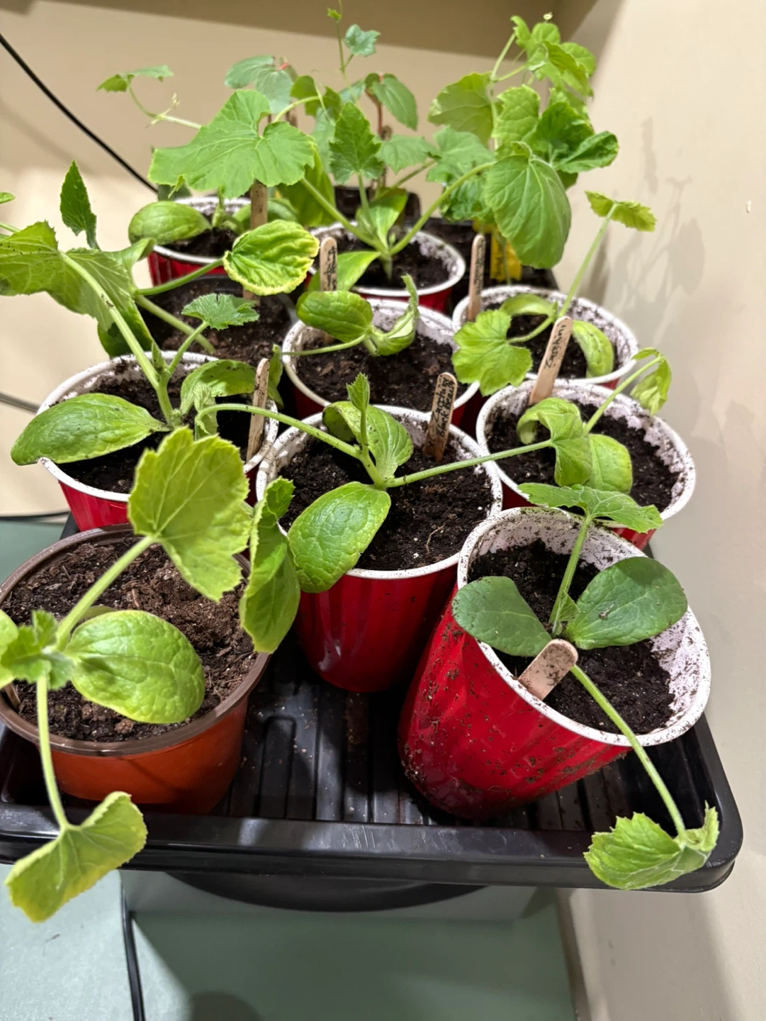 Zucchini plants for sale - photo 2