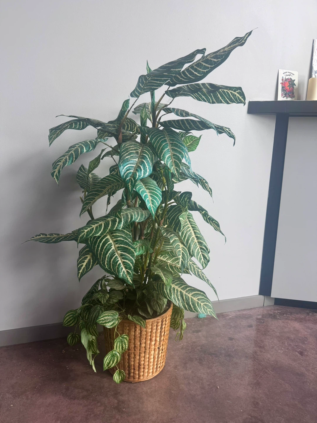 XL Silk Zebra Plant