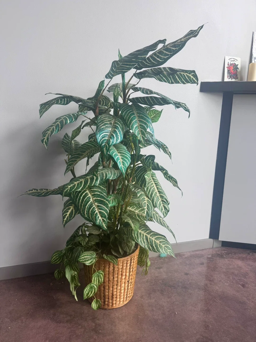XL Silk Zebra Plant