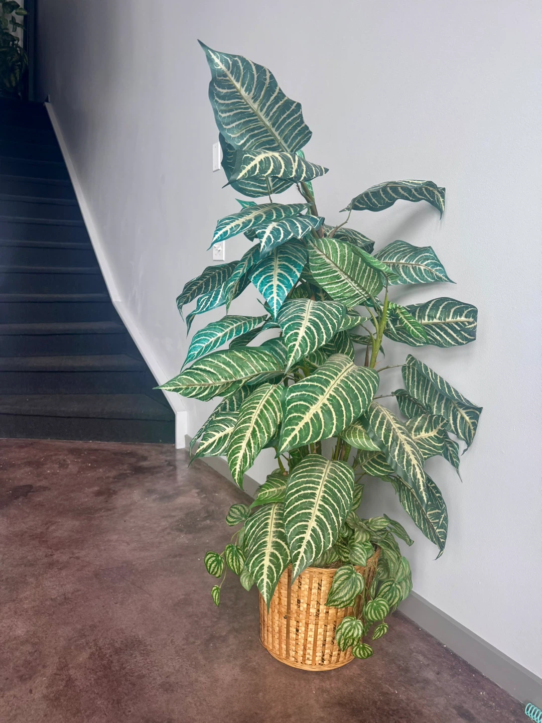 XL Silk Zebra Plant - photo 2