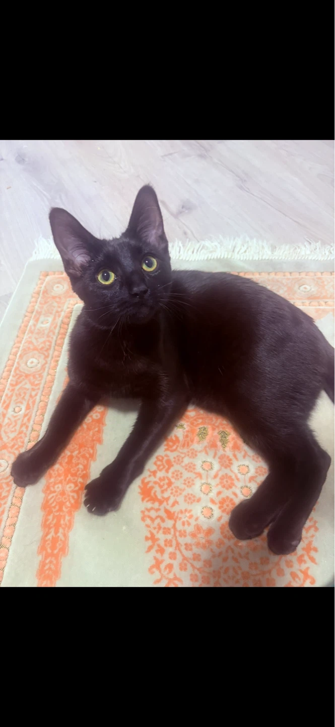 Cat - photo 2