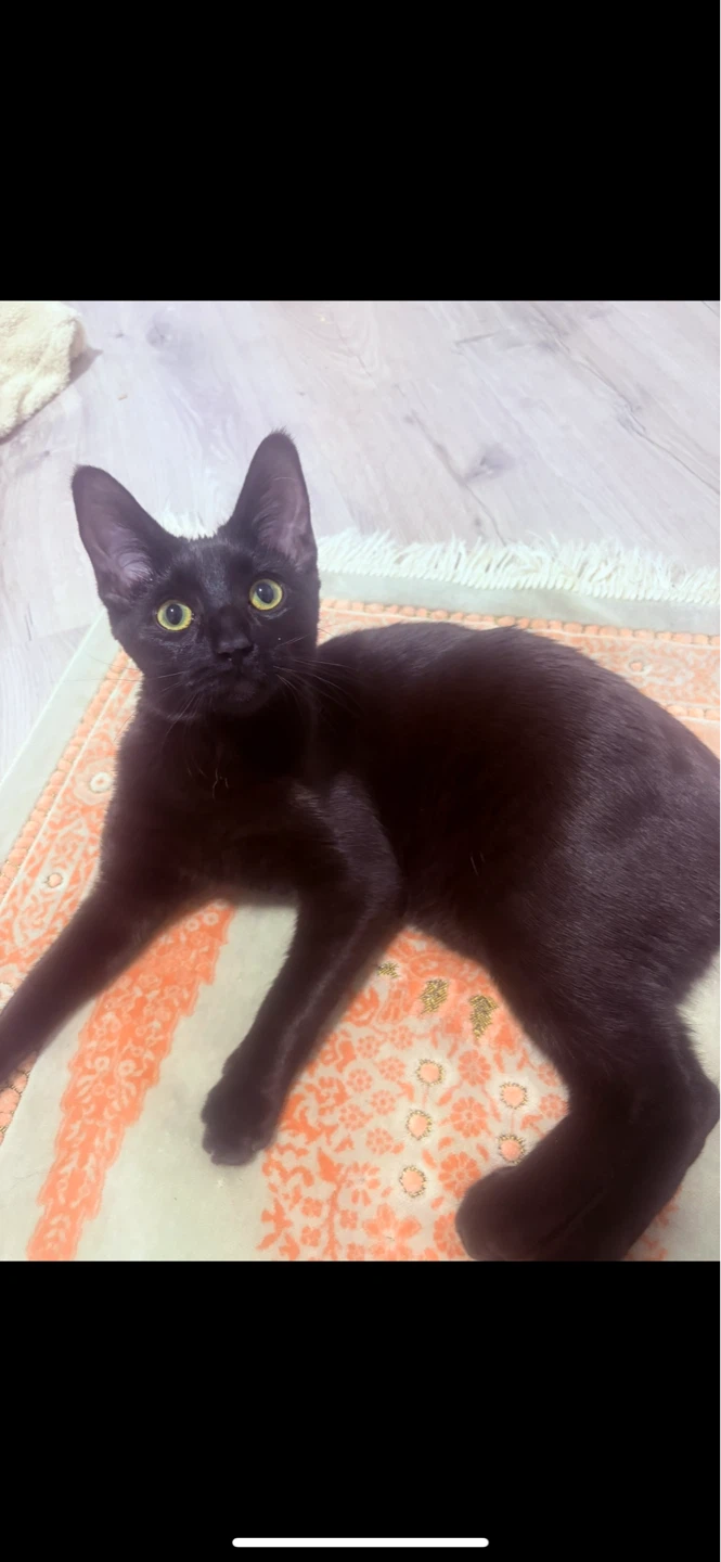 Cat - photo 3