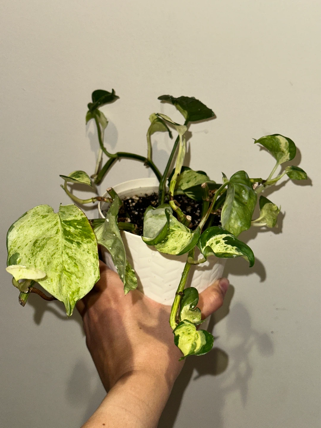 Manjula Pothos Plant - photo 4