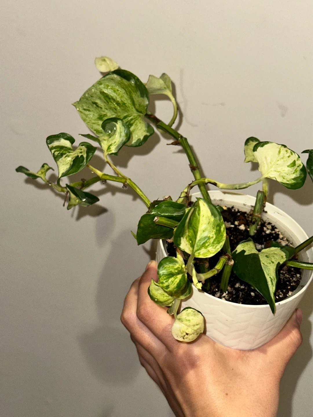 Manjula Pothos Plant - photo 2
