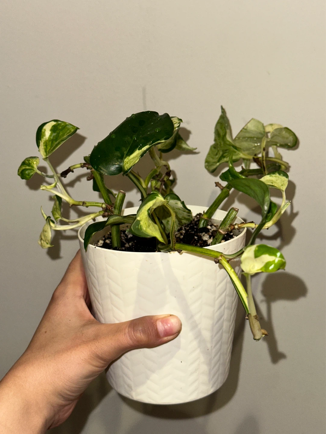 Manjula Pothos Plant - photo 3