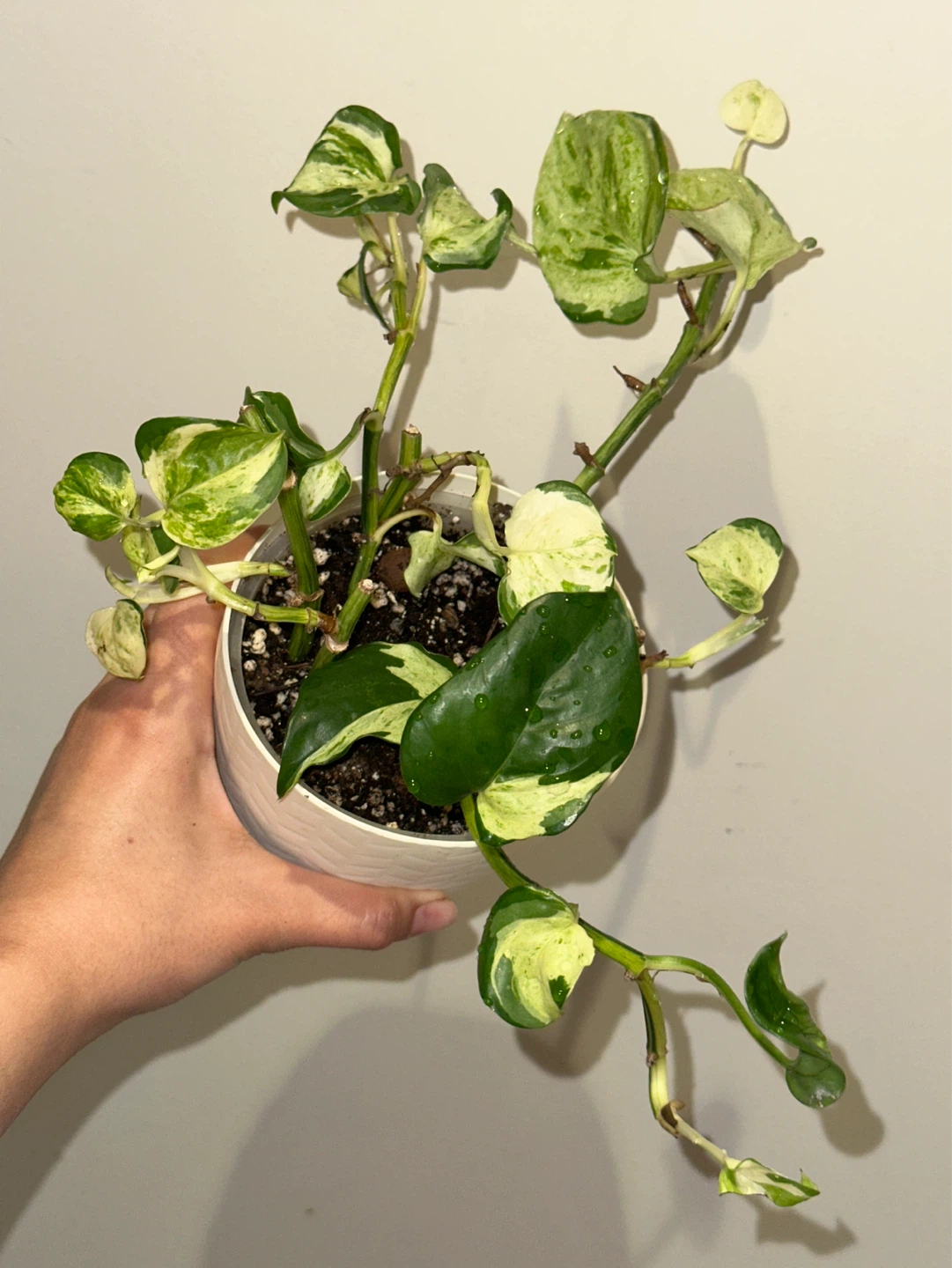 Manjula Pothos Plant