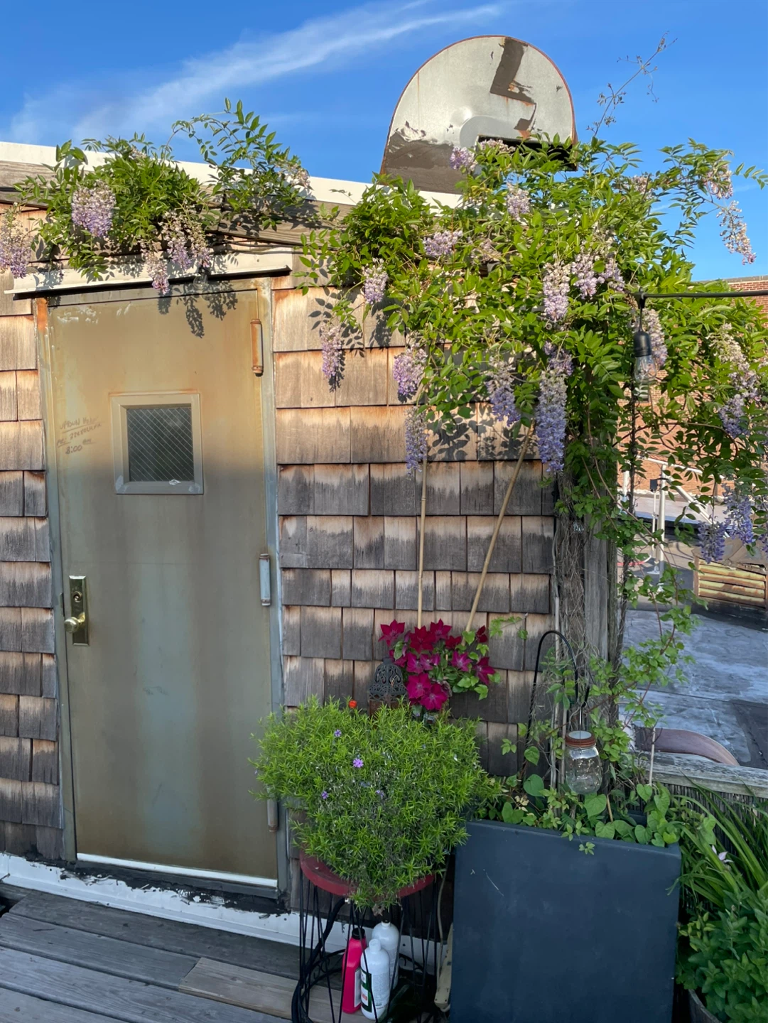 Large Rectangular Planter Pot with beautiful Wisteria