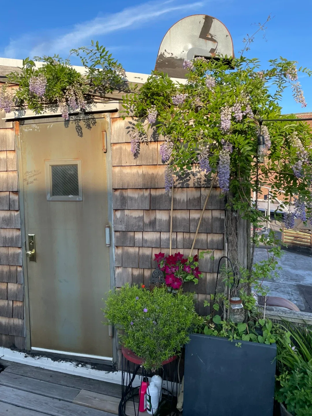 Large Rectangular Planter Pot with beautiful Wisteria