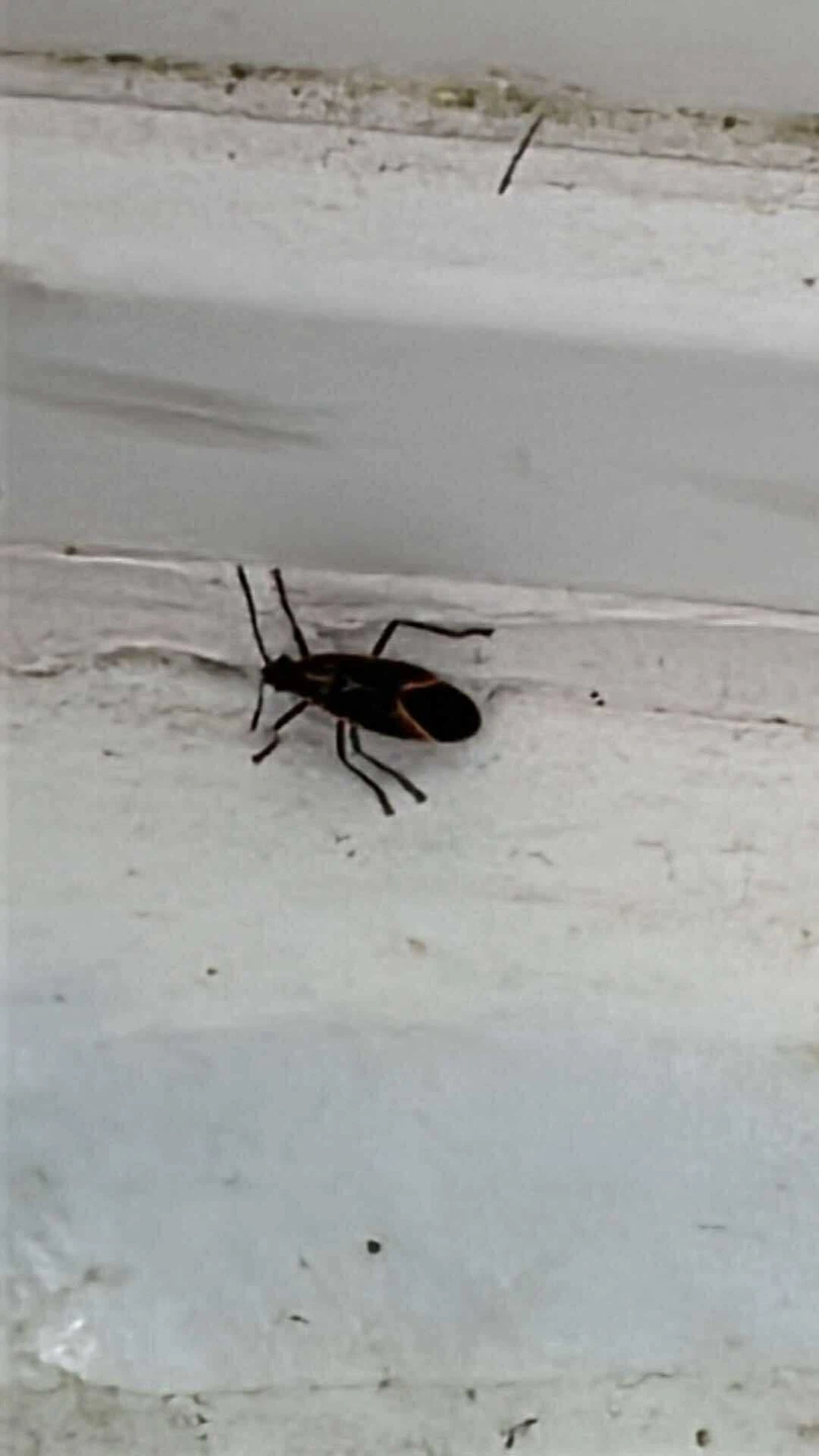 Bug and Pest Control Service - photo 2