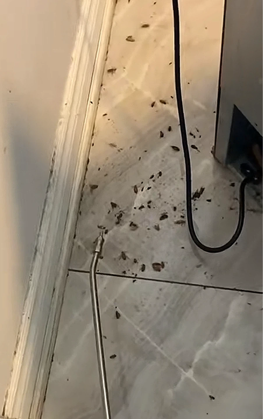 Bug and Pest Control Service