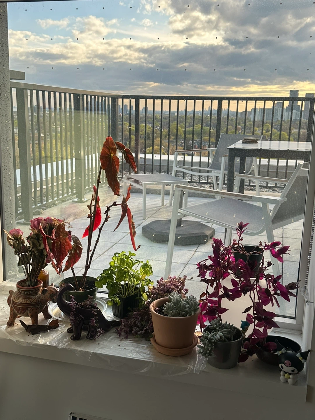 Assorted Potted Plants Collection - photo 2