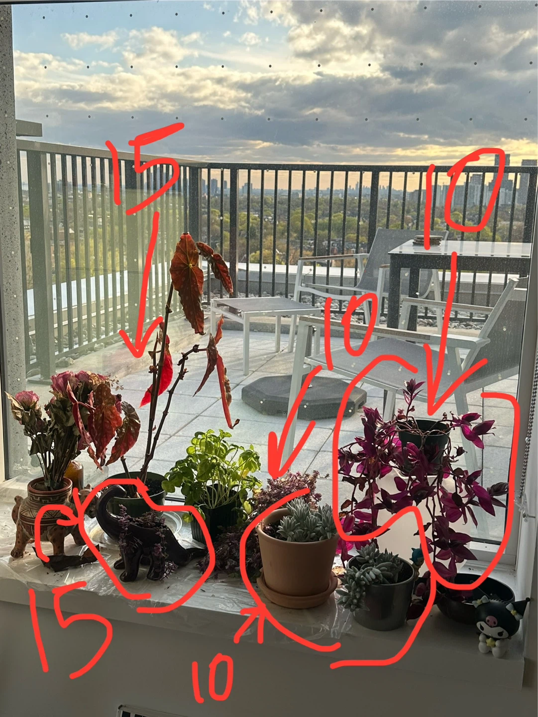 Assorted Potted Plants Collection