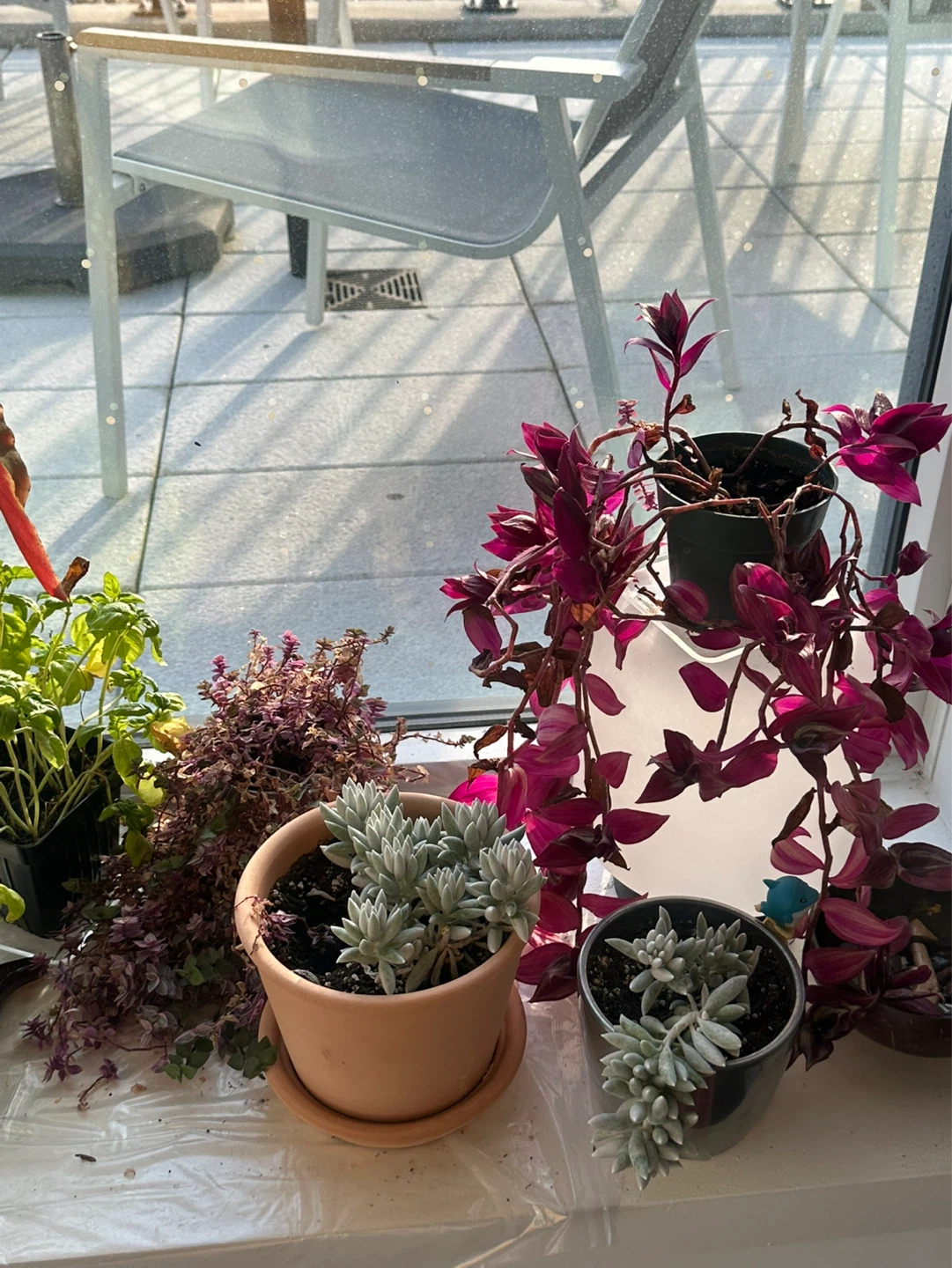 Assorted Potted Plants Collection - photo 4