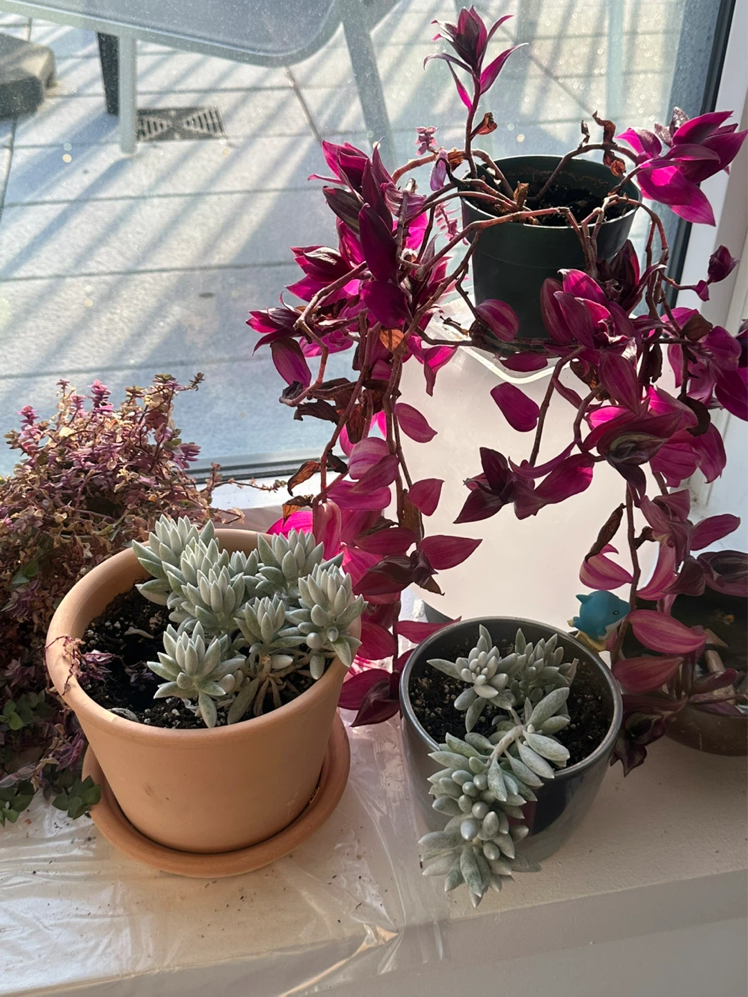 Assorted Potted Plants Collection - photo 5