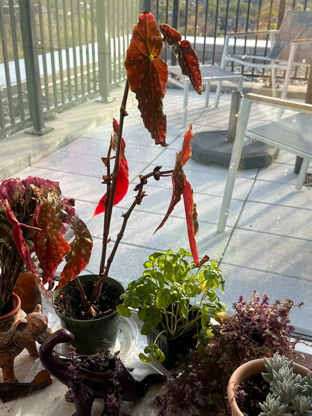 Assorted Potted Plants Collection - photo 3