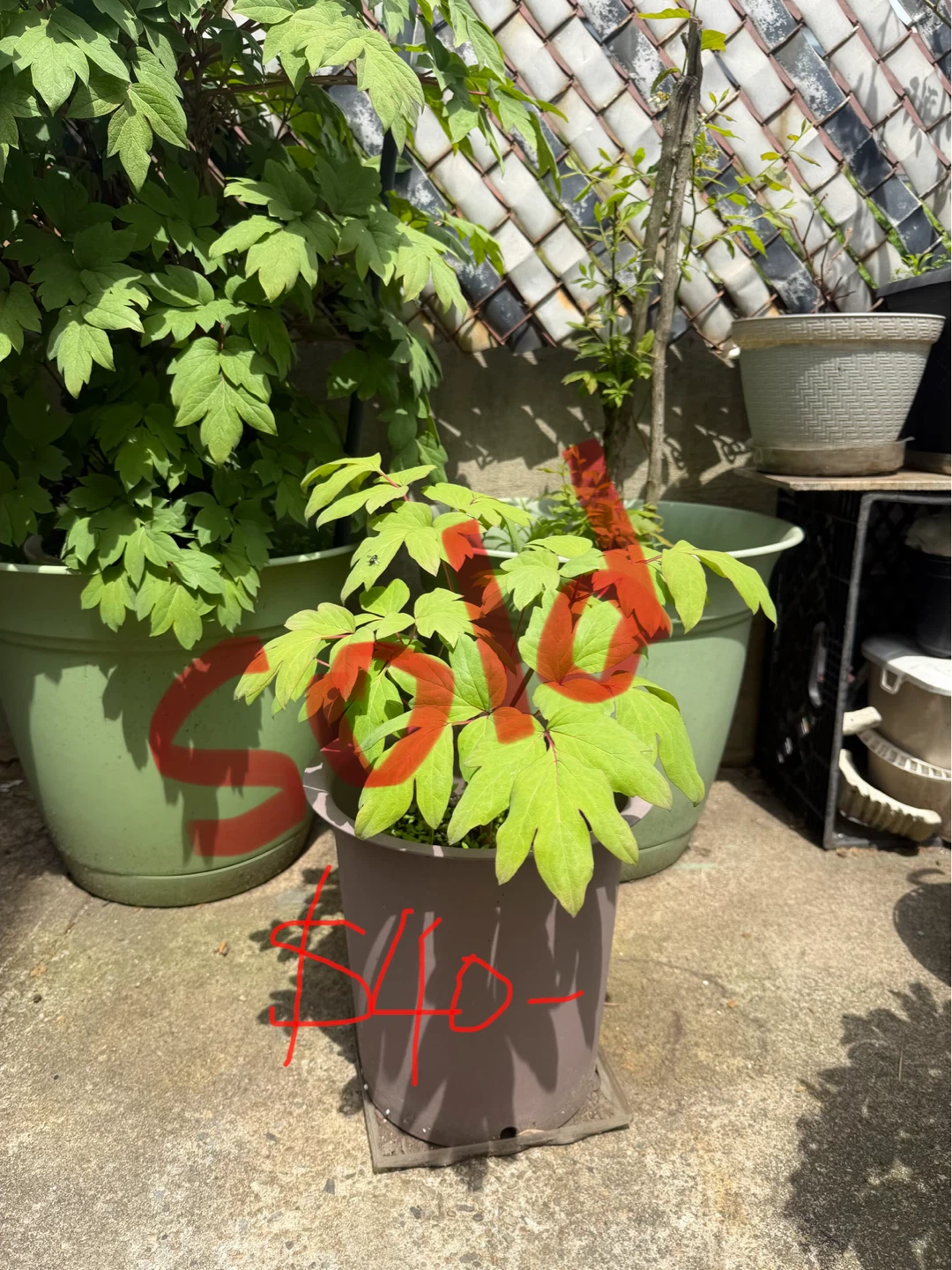 Tree Peony for sale- $40 to $400 - photo 4
