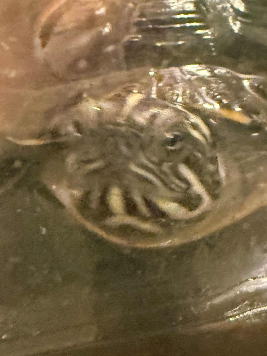 Pet Turtle - photo 2
