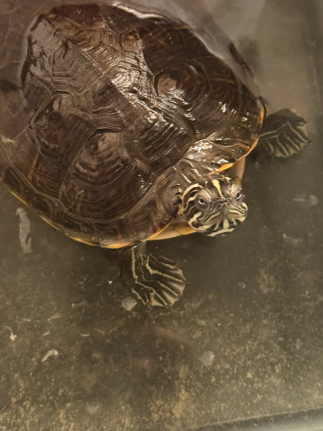 Pet Turtle